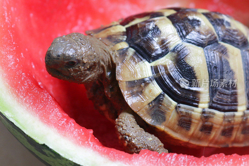 龟吃西瓜的形象，饥饿的小龟宝宝俄罗斯哈茨菲尔德饮食/赫尔曼的龟粮，喂食和吃整个西瓜一半/新鲜水果，瓜作为健康的宠物龟的饮食指导和照顾，头部，前腿和花纹壳